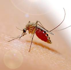 Chikungunya Aedes Albopictus