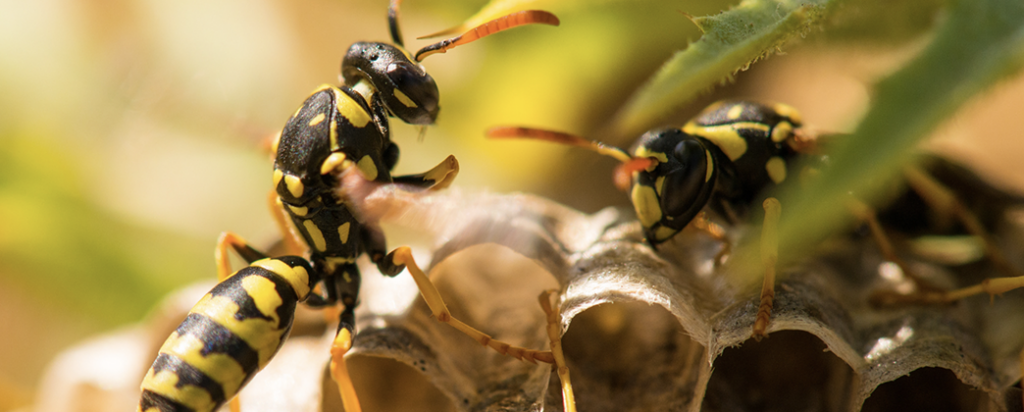 Hymenoptera Allergie Hero 2