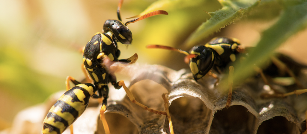 Hymenoptera Allergie Hero Fr